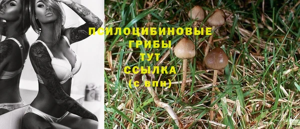 мяу мяу мука Горно-Алтайск