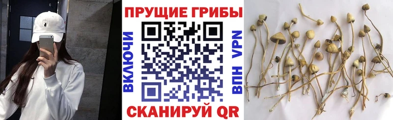 Купить  Богородск  Галлюциногенные грибы GOLDEN TEACHER 